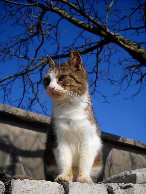 Kolejny kotek
