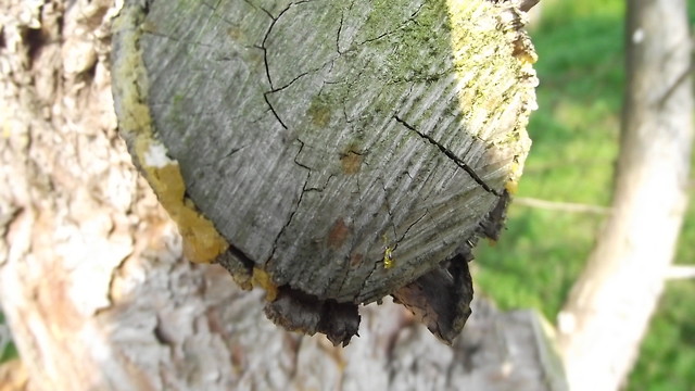 piekna wiosna