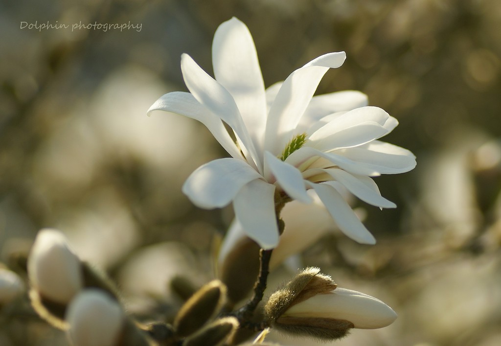 magnolia