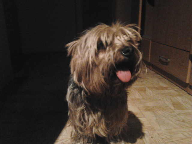 Mj piesio :***