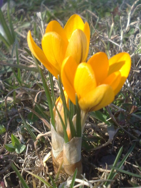 krokus ;)