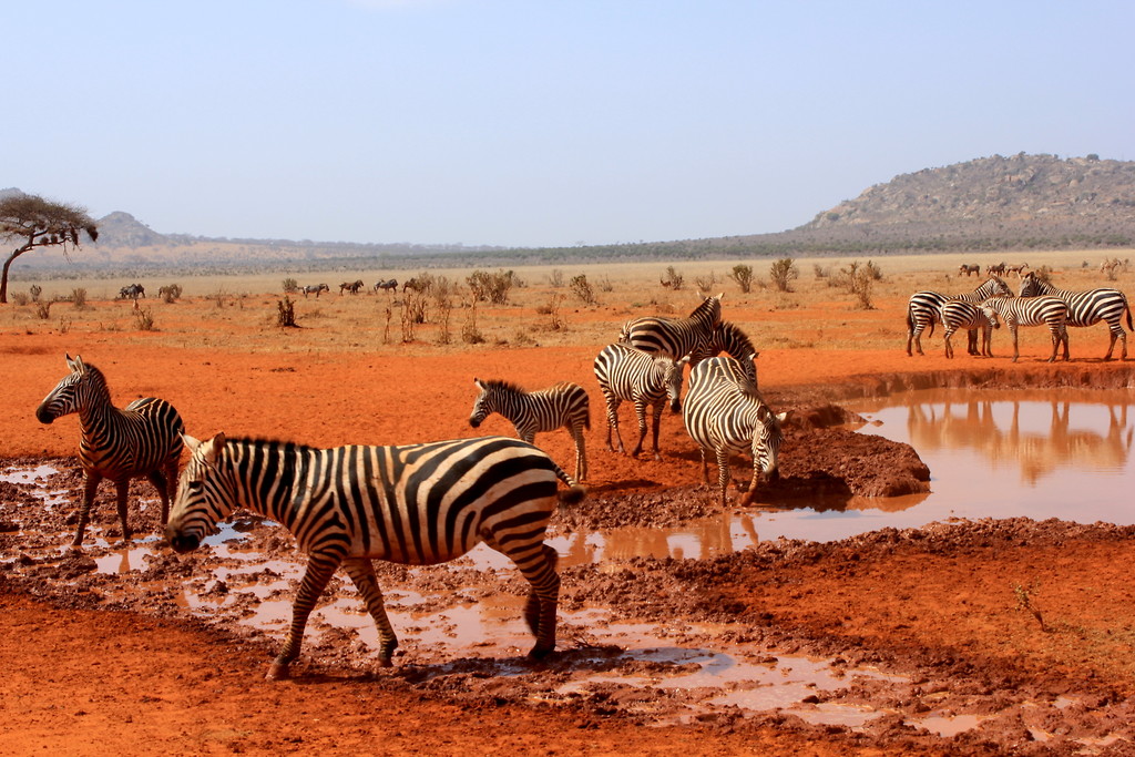 safari