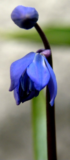 Blue flower. 