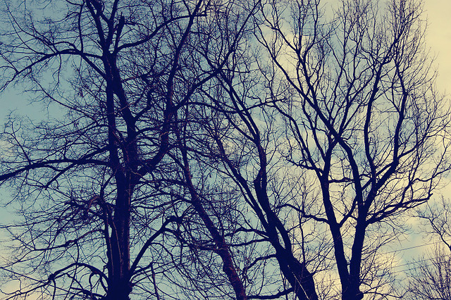 screaming trees.