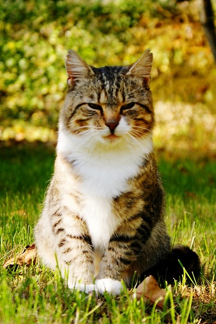 Eine kleine Katze