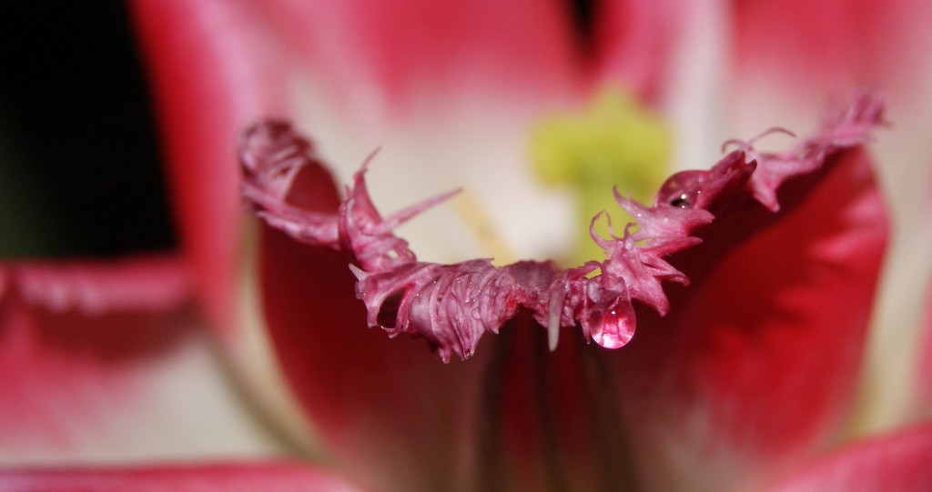 tulipan.