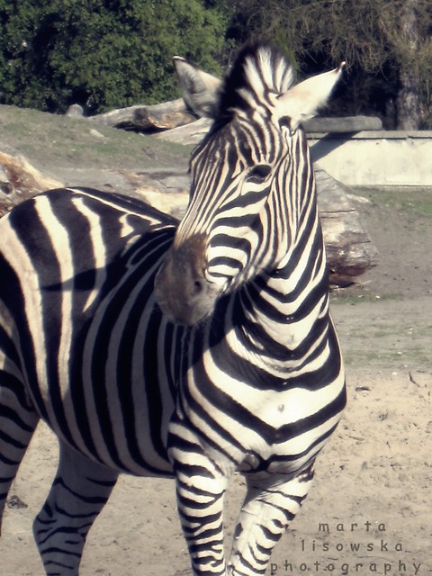 Zebra ;)