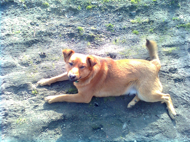 Roki 