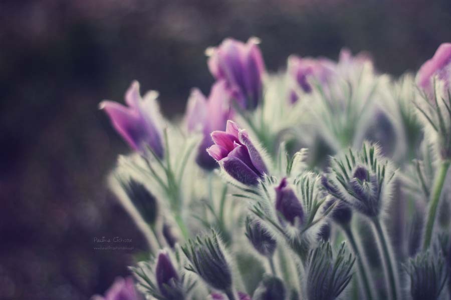 Spring.