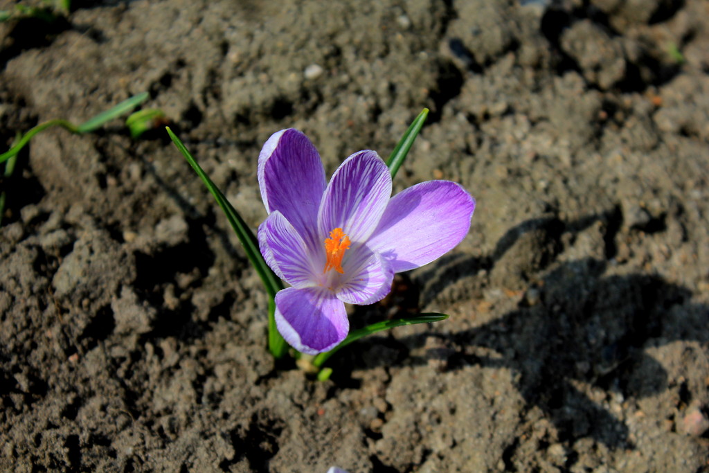 krokus