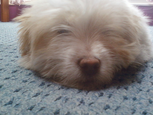 FiFi ;D
