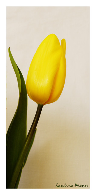 tulipan