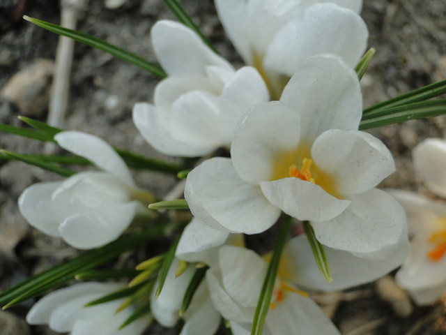 Krokusy