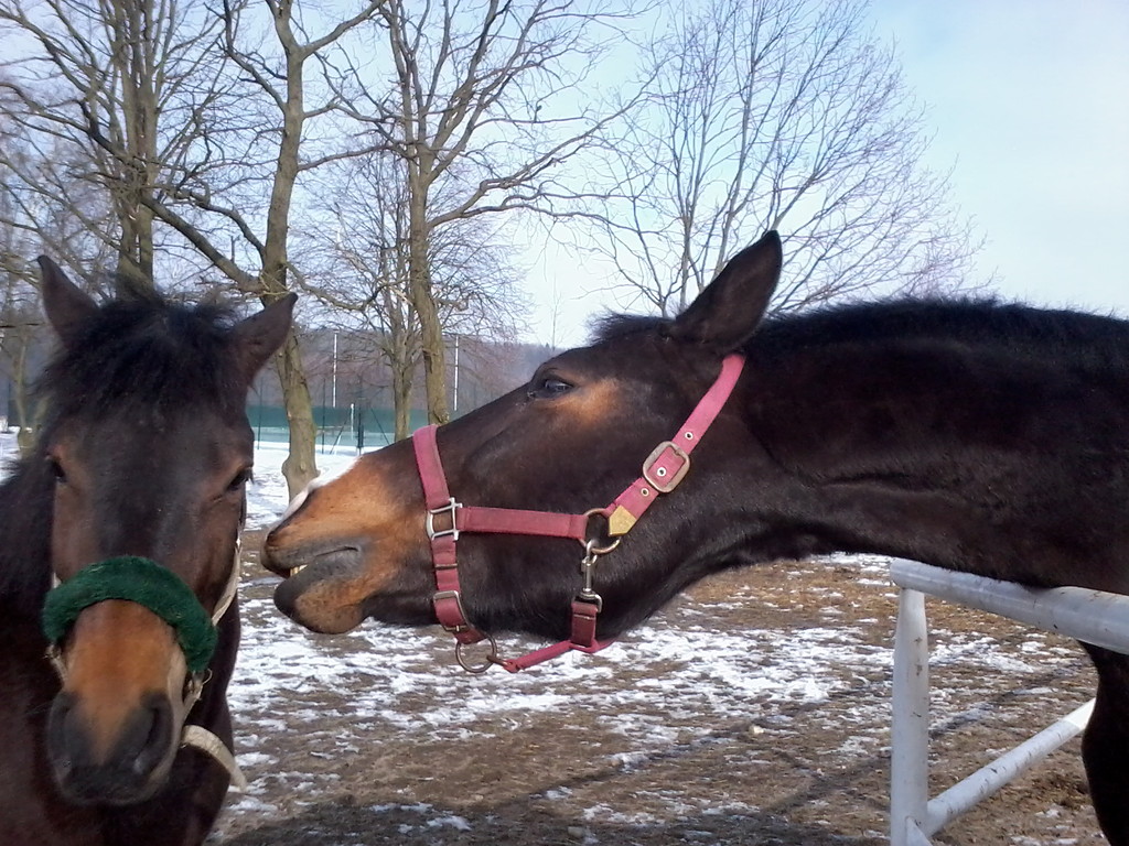 ` Nazulek i Vanilia  ;***