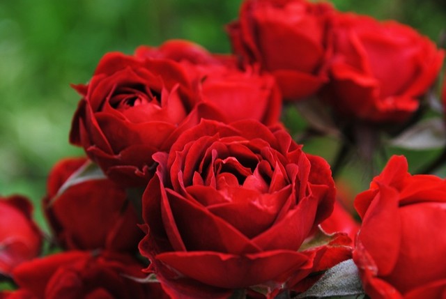 flowers.