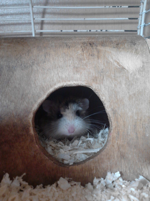 Mj chomiczek :*