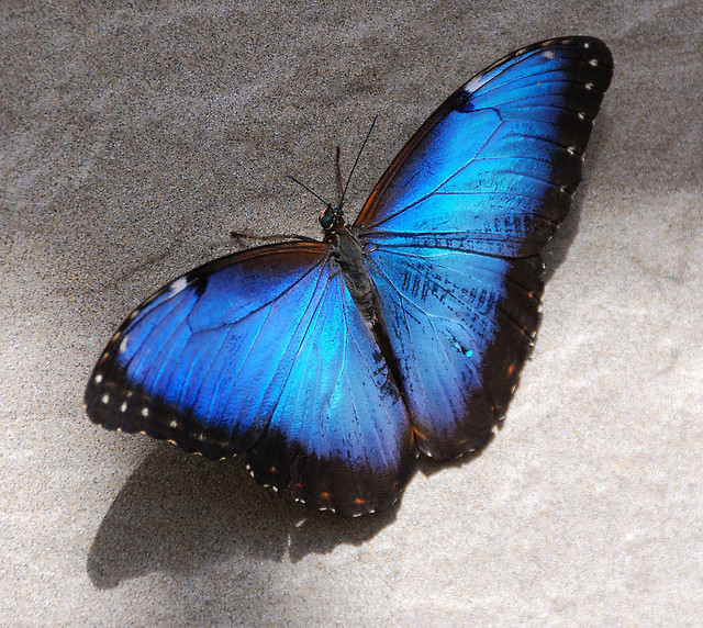 Morpho peleides