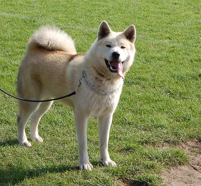 Akita Inu