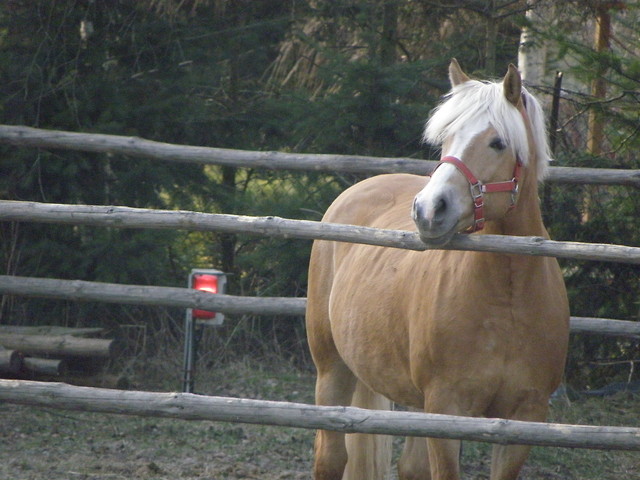 Loona ;3