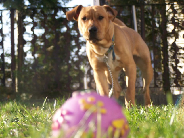 Ruffu