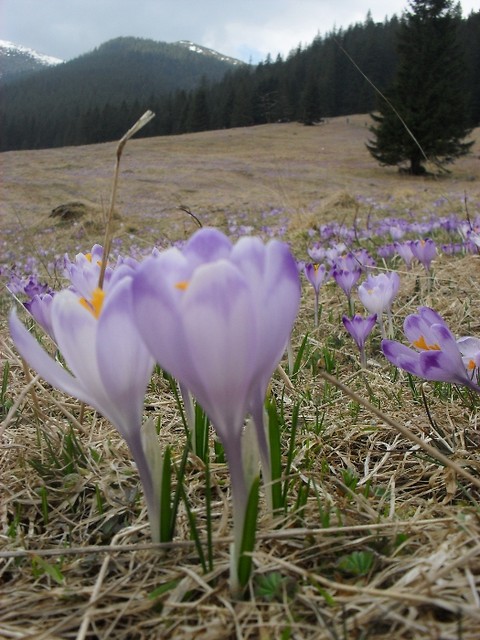 Krokusy. Dolina Chochoowska