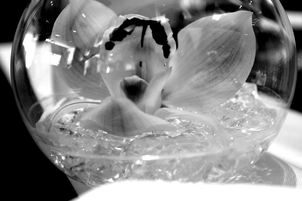 orchidea