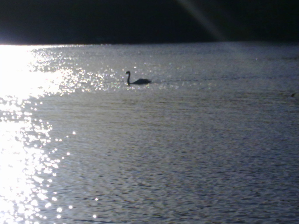 black swan