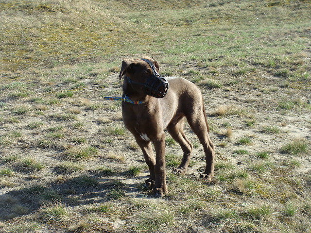Pako ;]