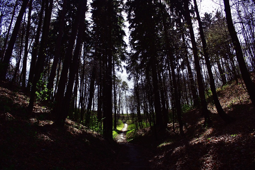 forest.