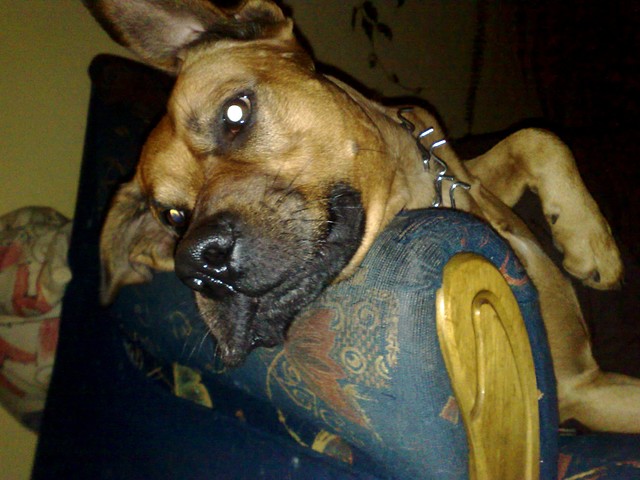Kiciu ;D