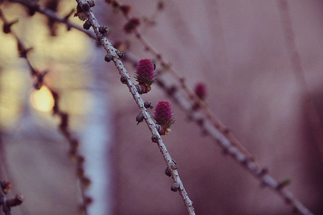 Soft Night