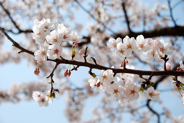 cherry blossom in Busan, KOREA