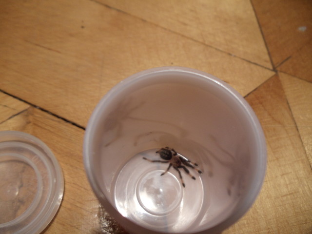 Psalmopoeus Cambridgei