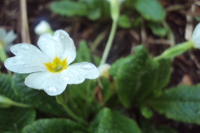 flower.