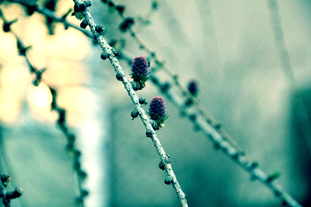 Blue Night