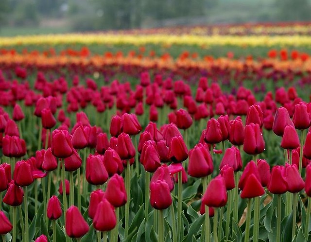 tulipany ;*