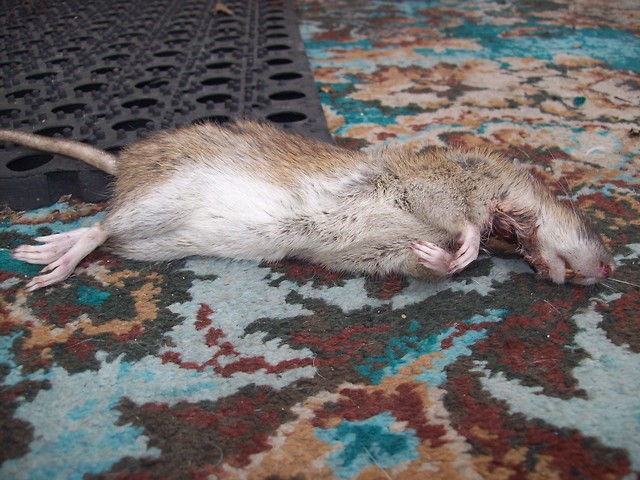 BLEEeeee 