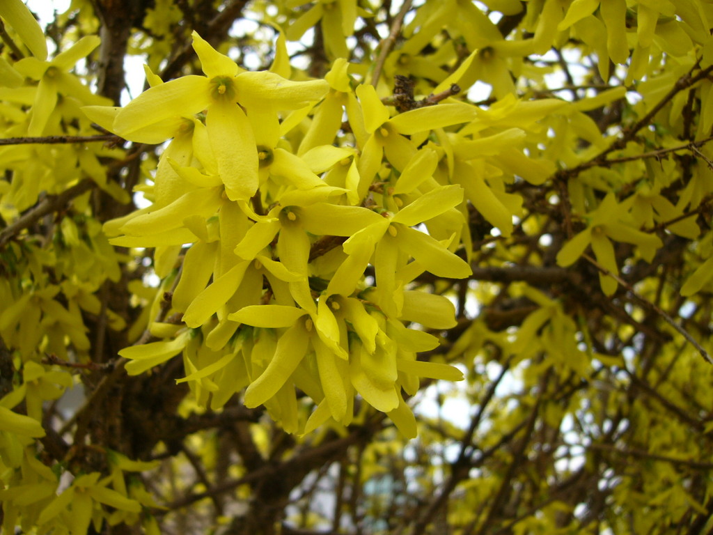 forsycja