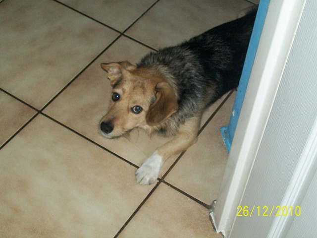 moj dog
