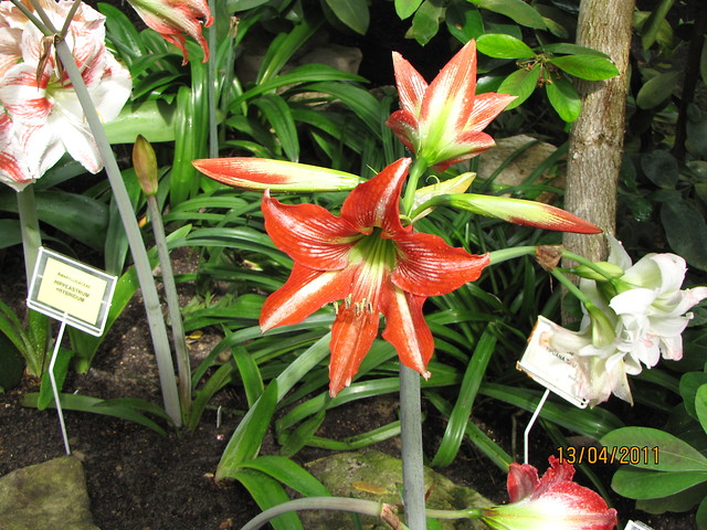 Botanika. 