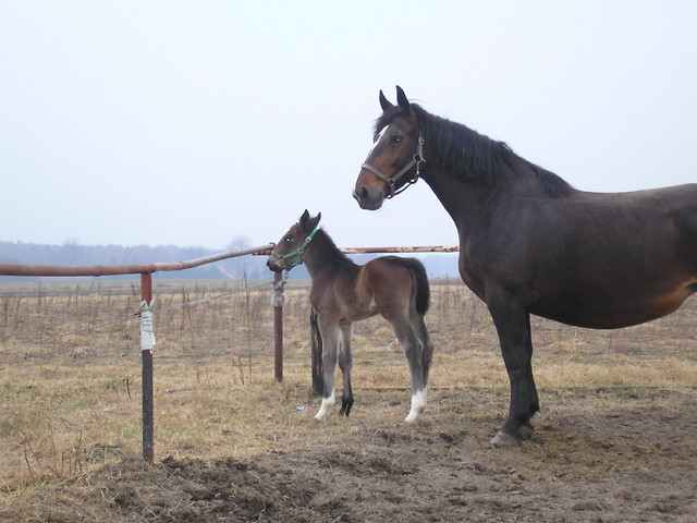 Digit and Dimena