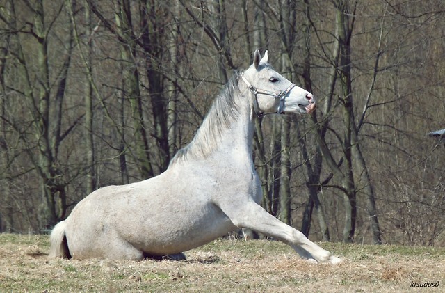pepis ;D