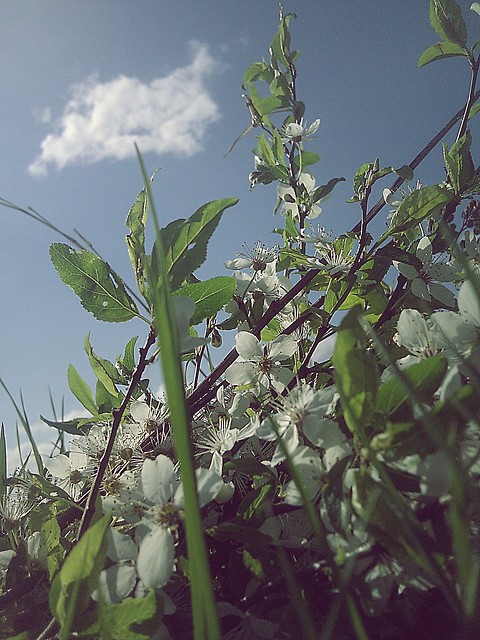 wiosna ^^