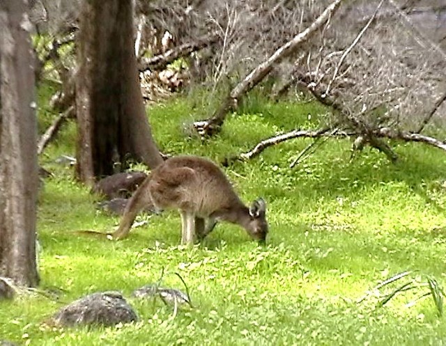 Australia - Okolice Perth.