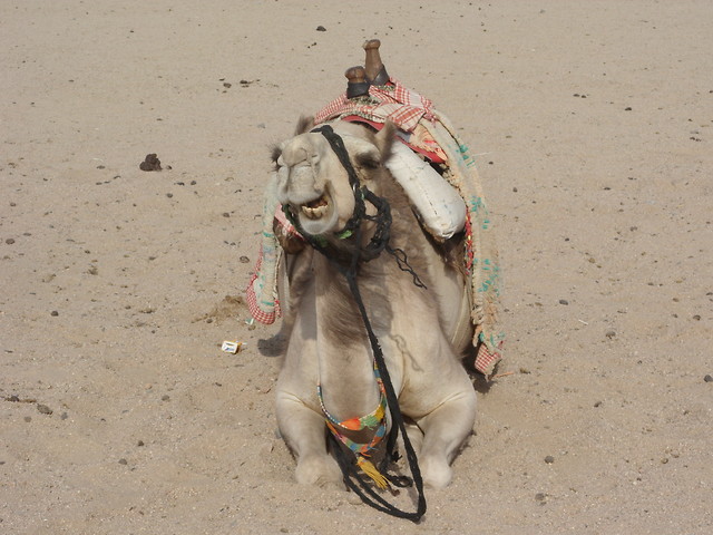 camel