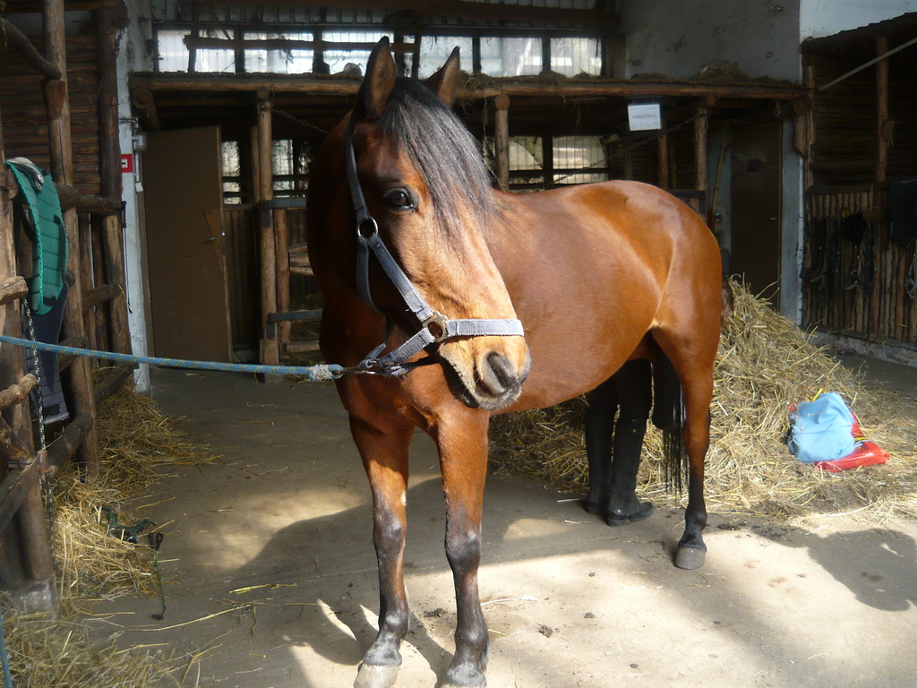 Nostrzyk