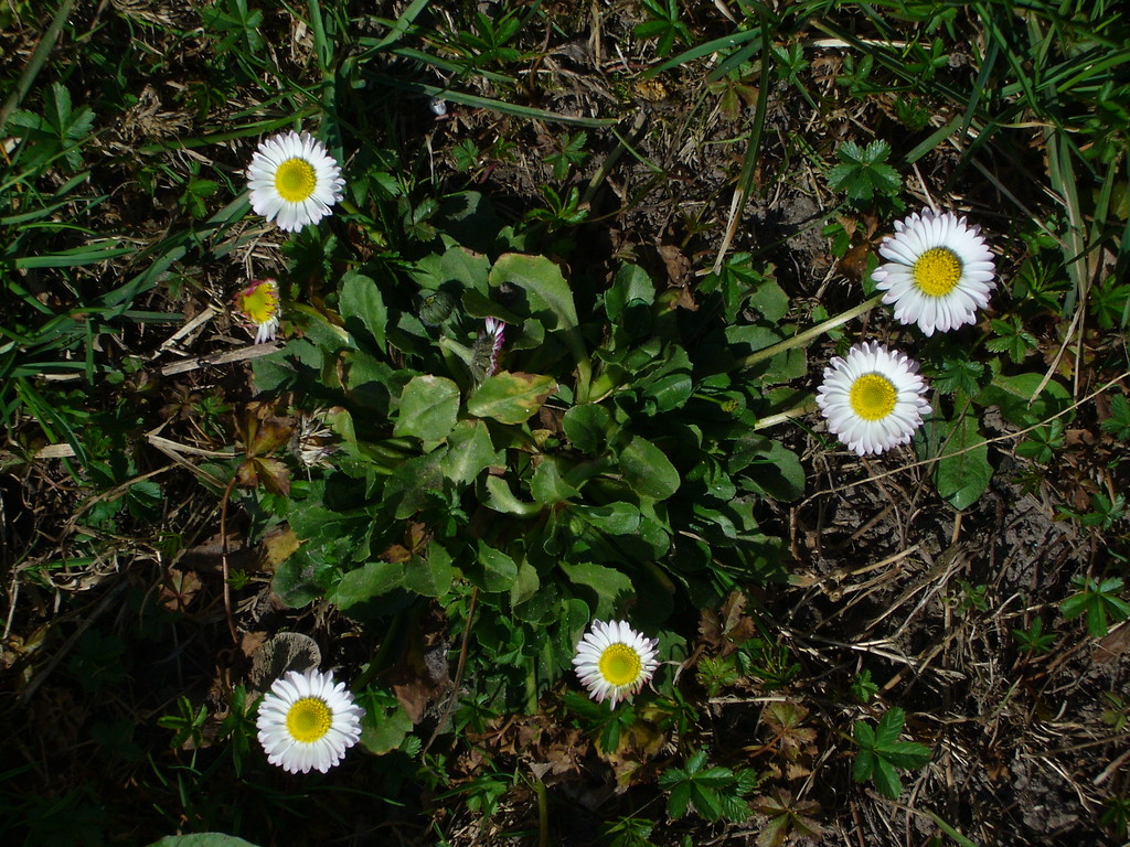 stokrotki