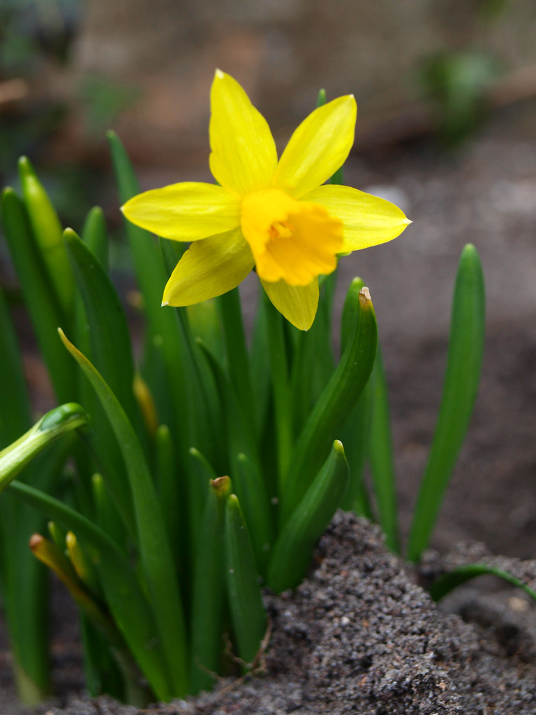 Spring;)