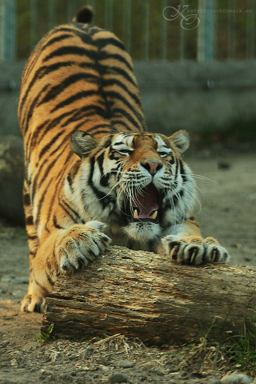 Panthera tigris
