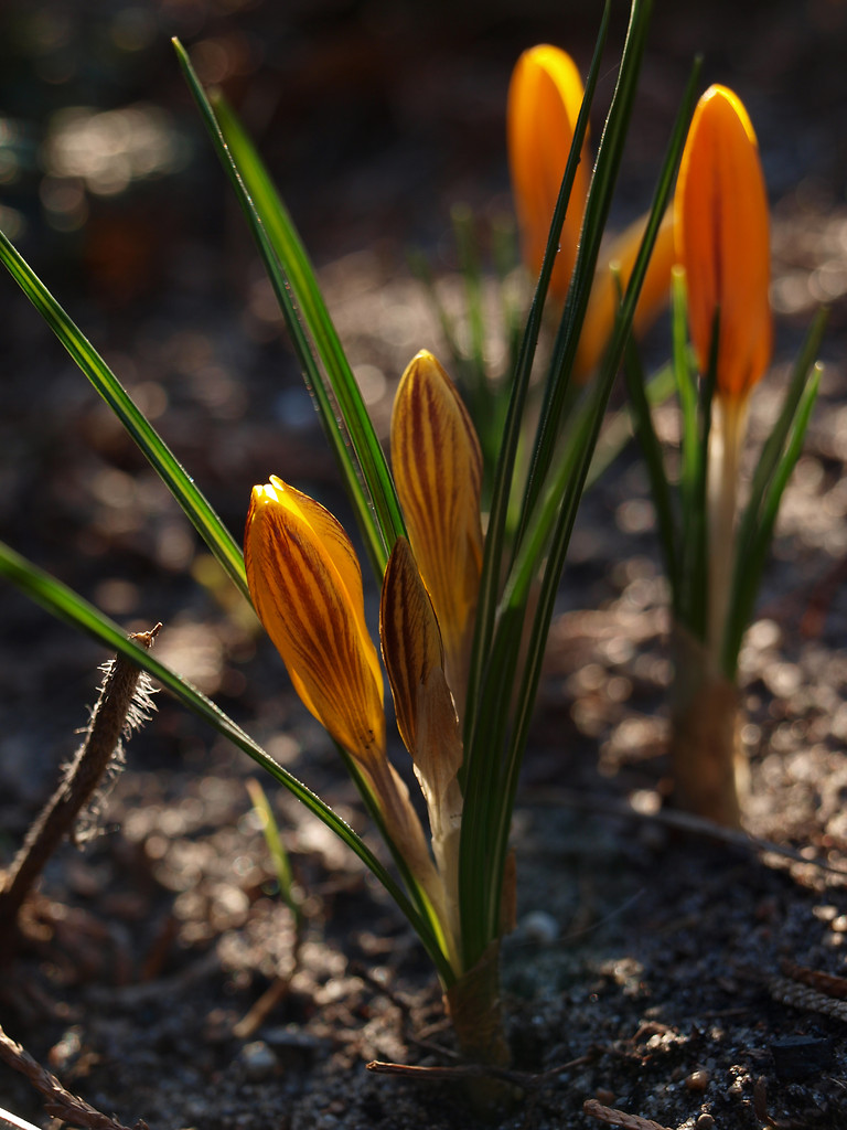 spring spring